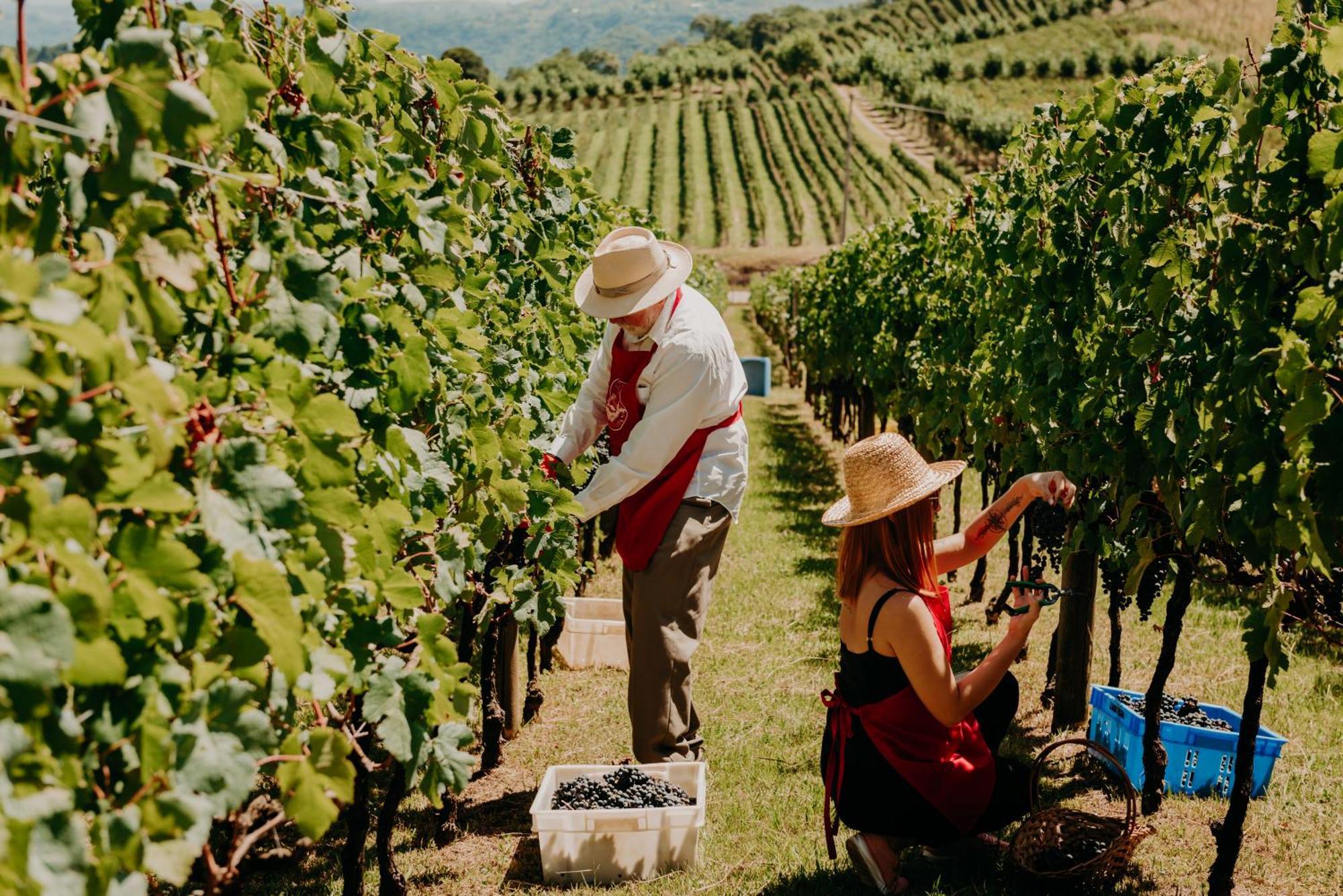 Spa Do Vinho Condominio Vitivinicola Bento Goncalves Exterior photo Harvesting grapes in the Okanagan Valley